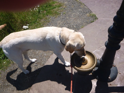 Drinking fountain includes a dog bowl